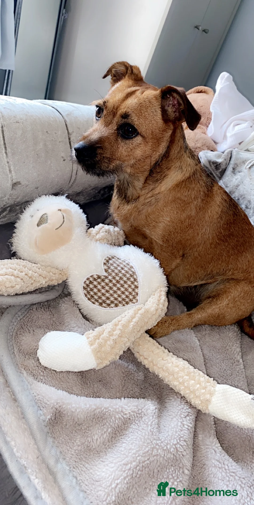 Mixed Breed dogs for sale: Dachshund pups  - Advert 2