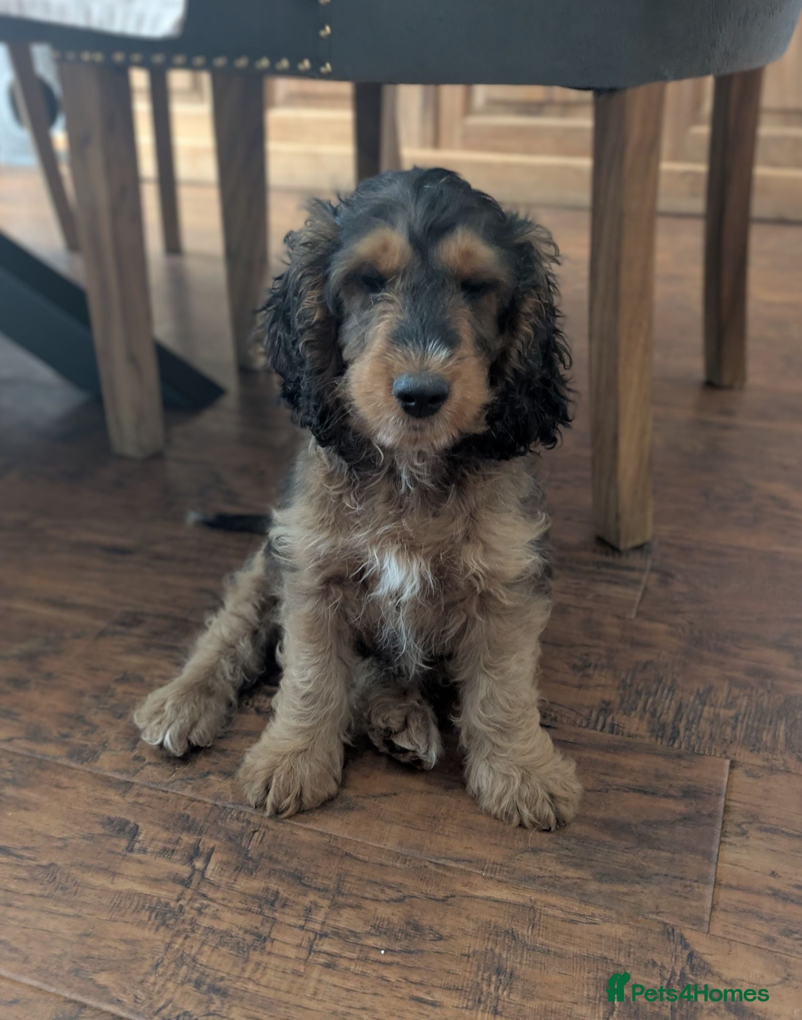 Cockapoo dogs Ready f1 Show/Toy boy for his forever home - Advert 2
