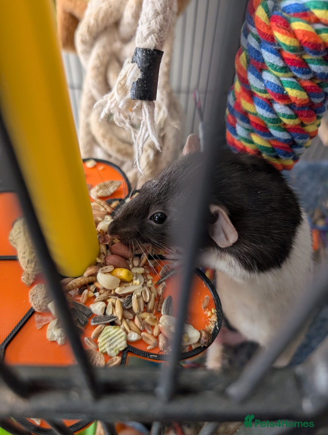 Rat rodents for sale: Adorable Dumbo and Fancy Rats - Image 8