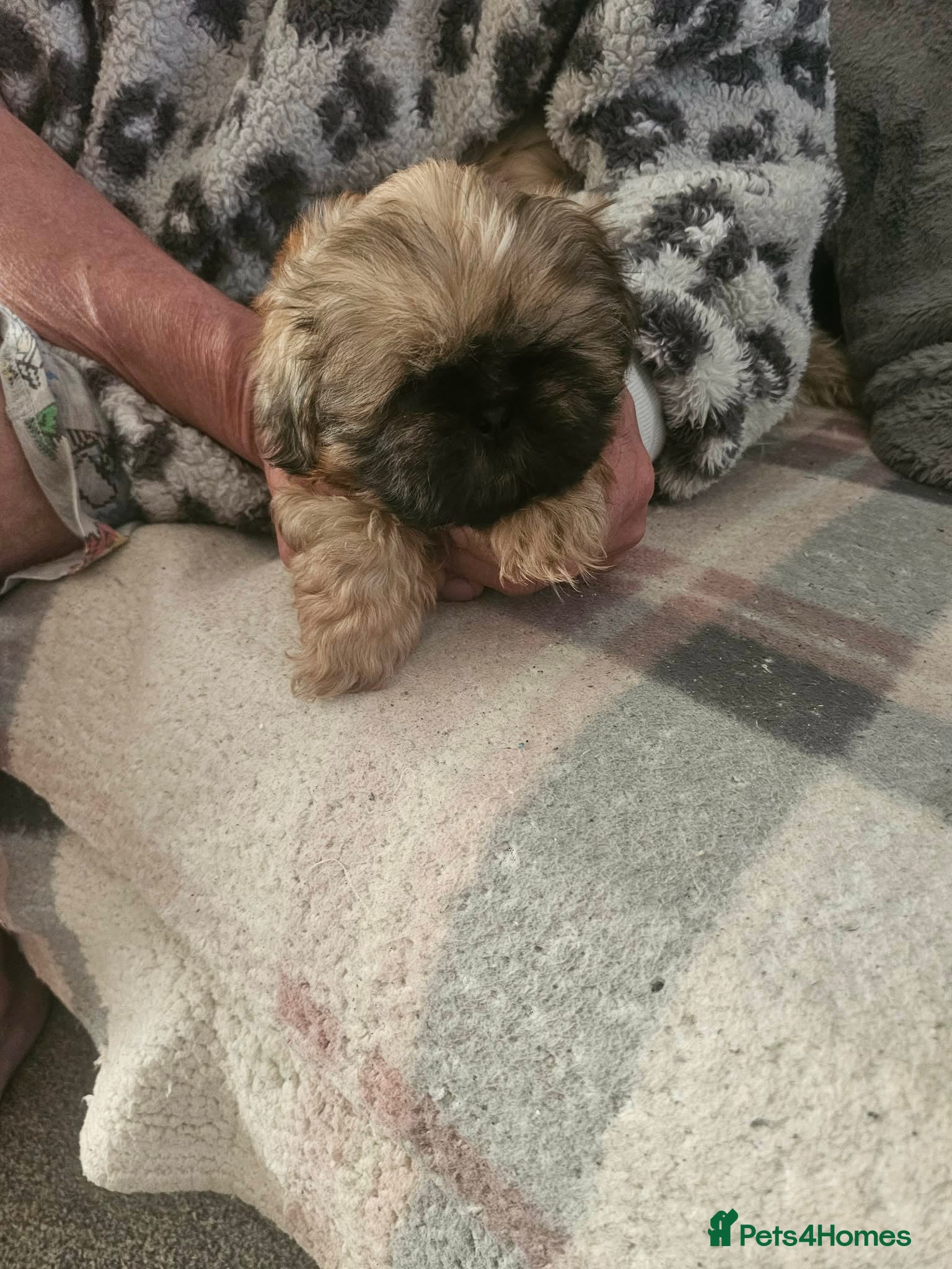 Shih Tzu dogs Male shih tzu - Advert 2