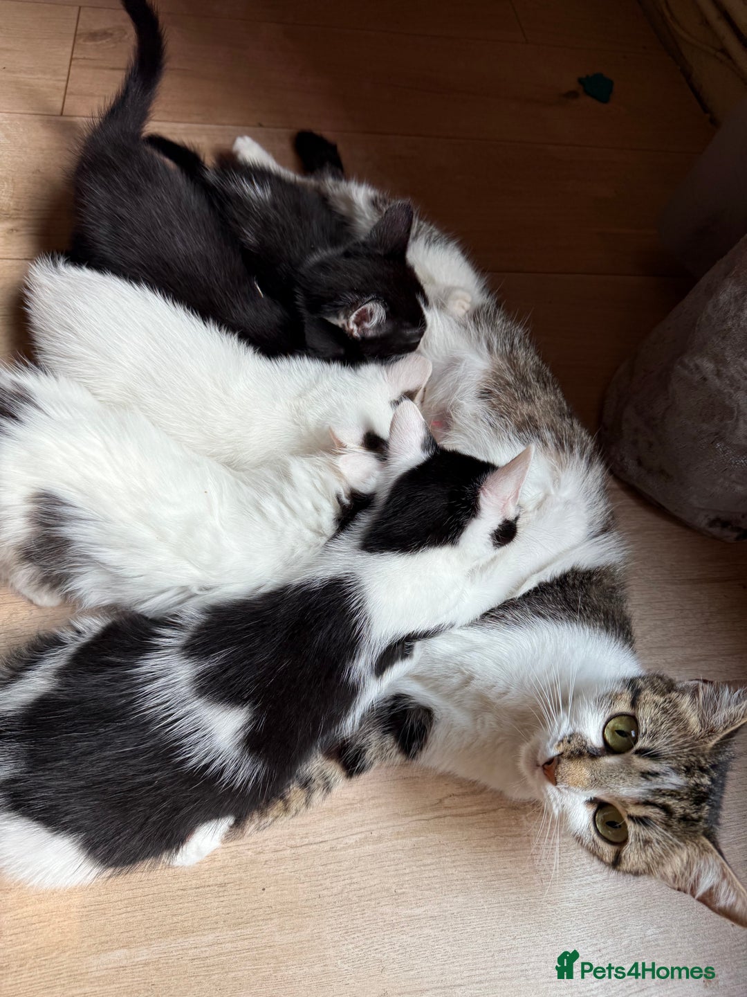 Mixed Breed cats for sale: Beautiful 9 week old kittens ready for new homes - Image 5