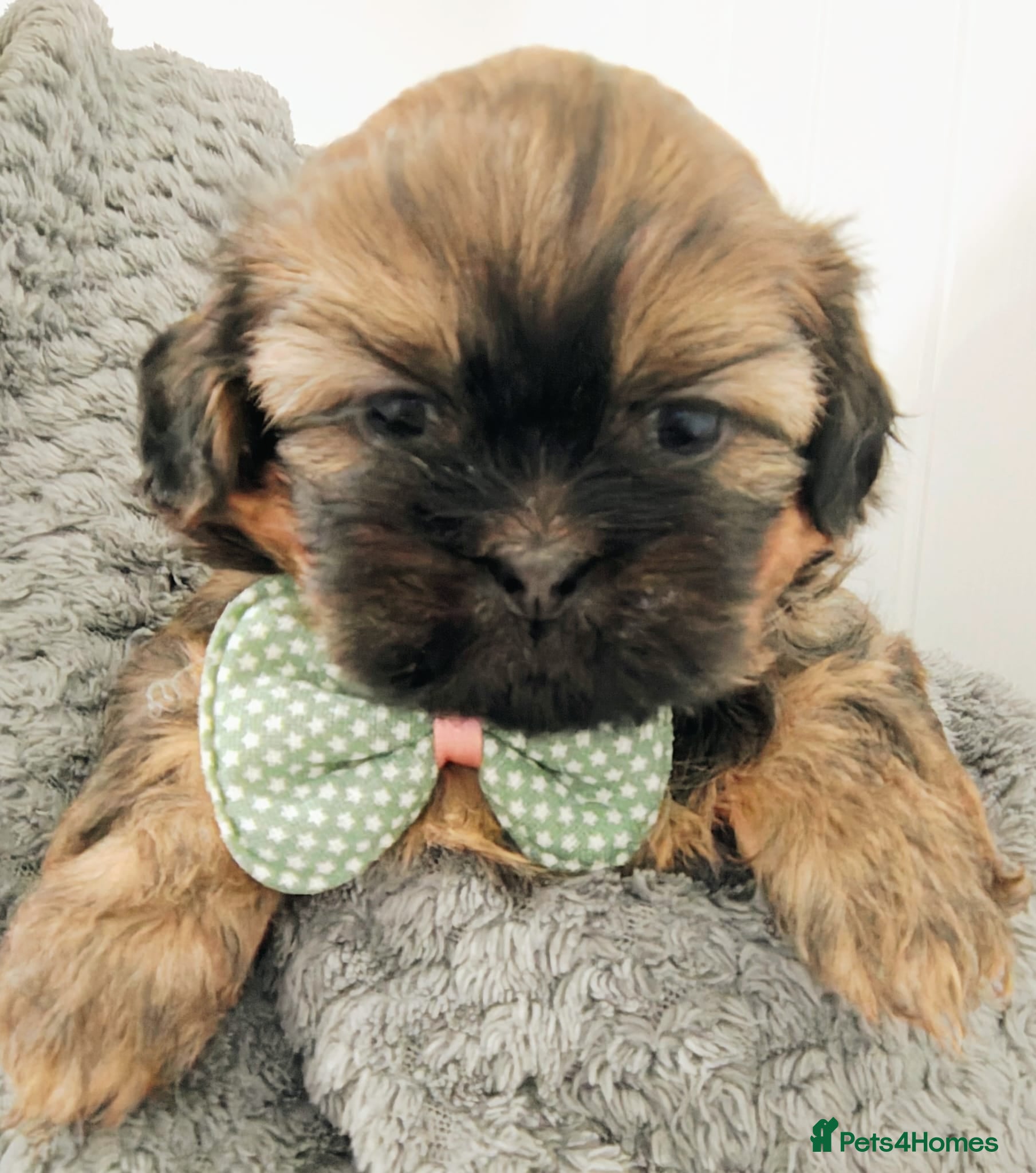 Shih Tzu dogs ⭐Gorgeous Shih Tzu puppies⭐ - Advert 4