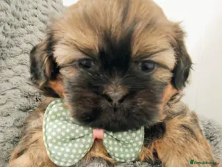 Shih Tzu dogs ⭐Gorgeous Shih Tzu puppies⭐ - Advert 4
