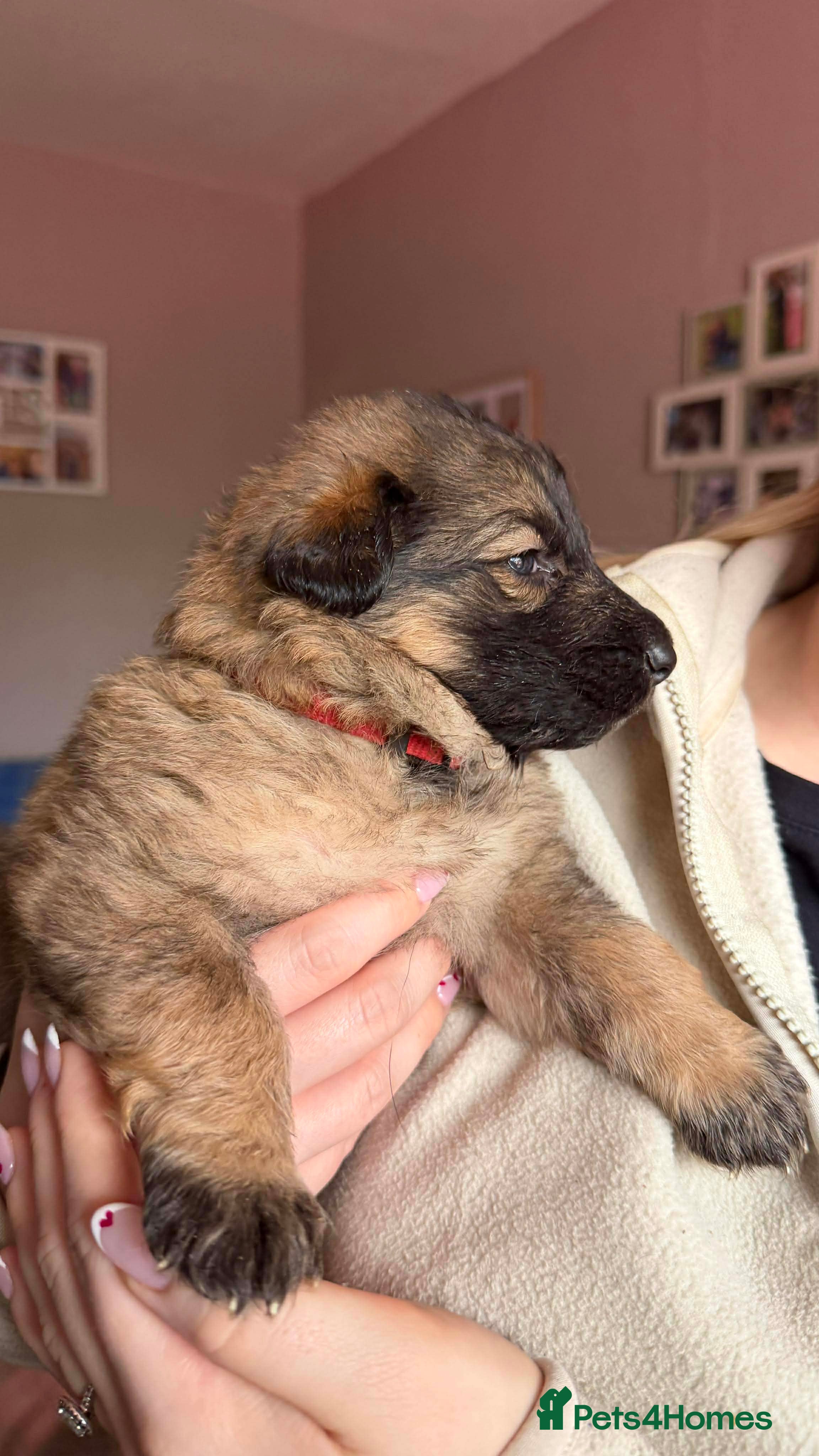 German Shepherd dogs German shepherd puppies going fast  - Advert 5