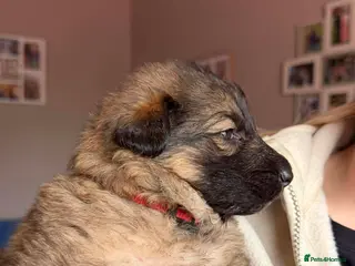 German Shepherd dogs German shepherd puppies going fast - Advert 5