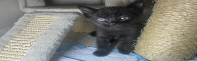 Siamese 1