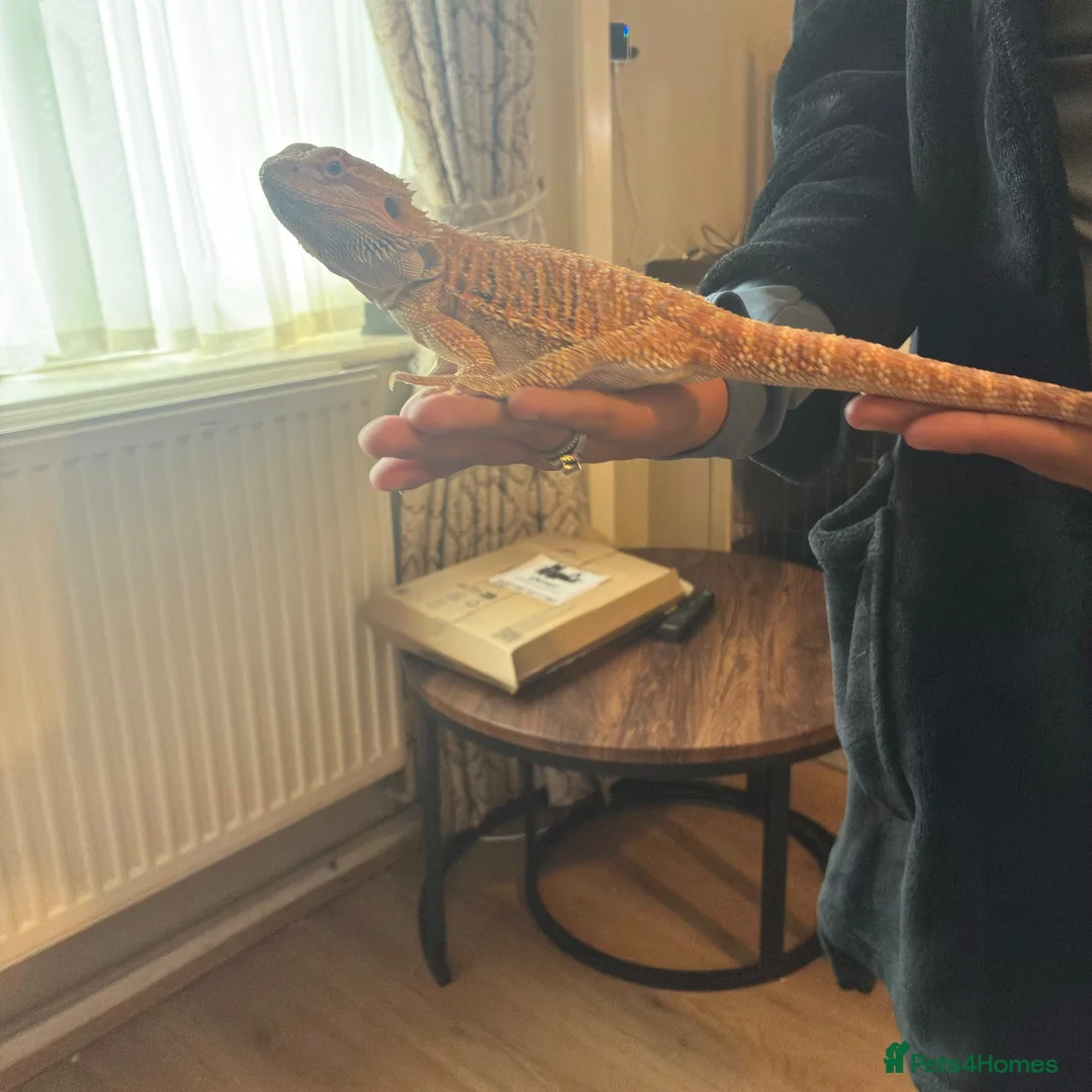 Bearded Dragon reptiles for sale: Bearded dragon  in Mexborough - Advert 2