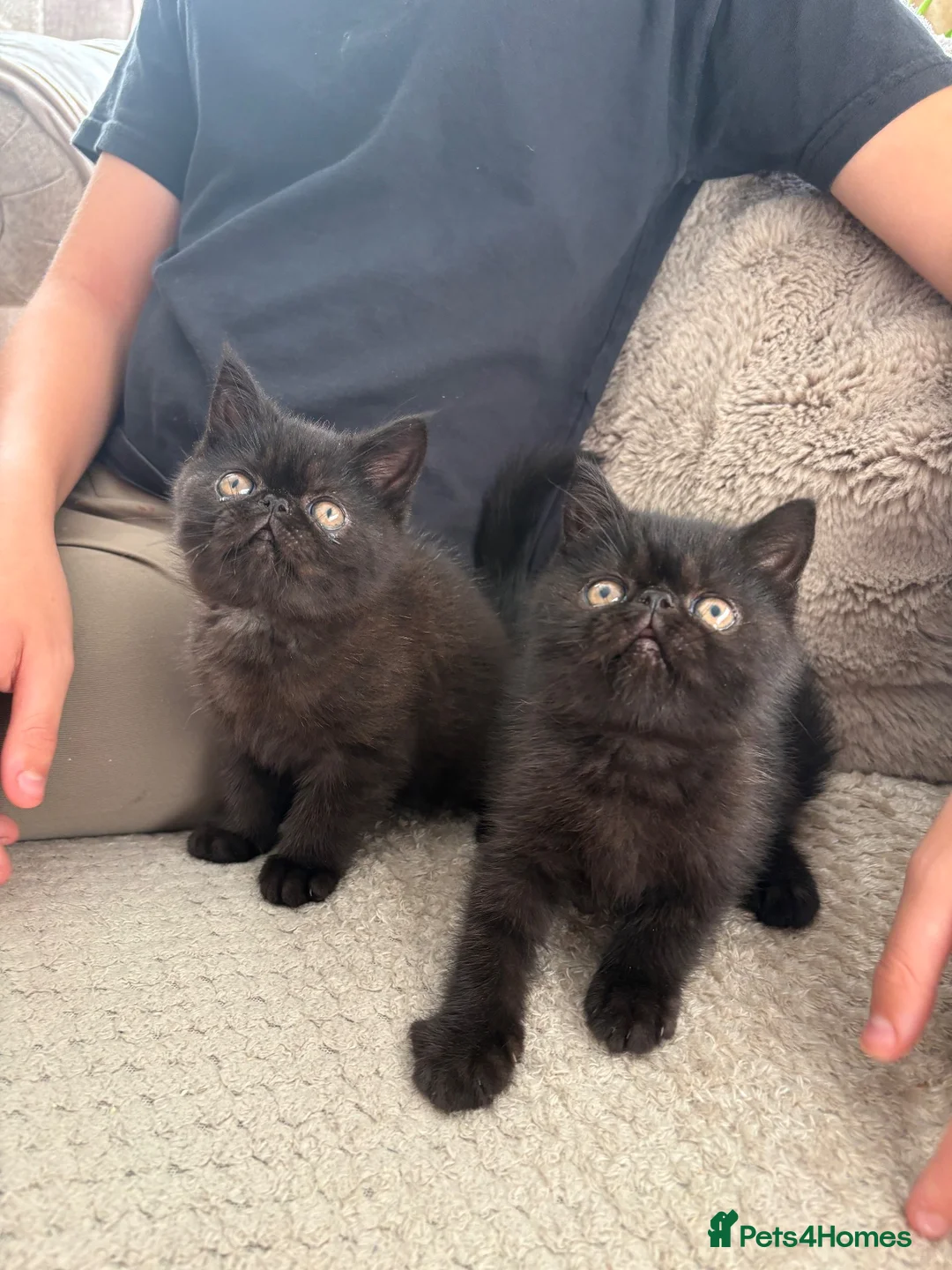 Exotic cats for sale: PET REGISTERED EXOTIC KITTENS  - Advert 2