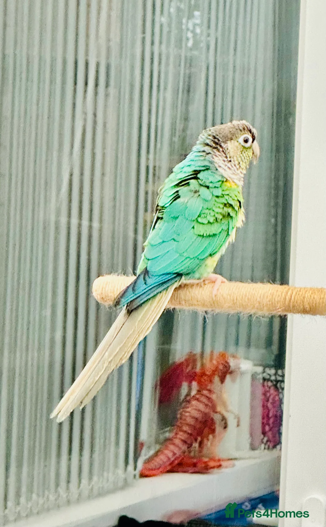 Conures birds for sale: RARE Colours Conures - Advert 3
