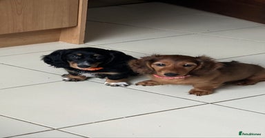Dachshund dogs - Advert 6