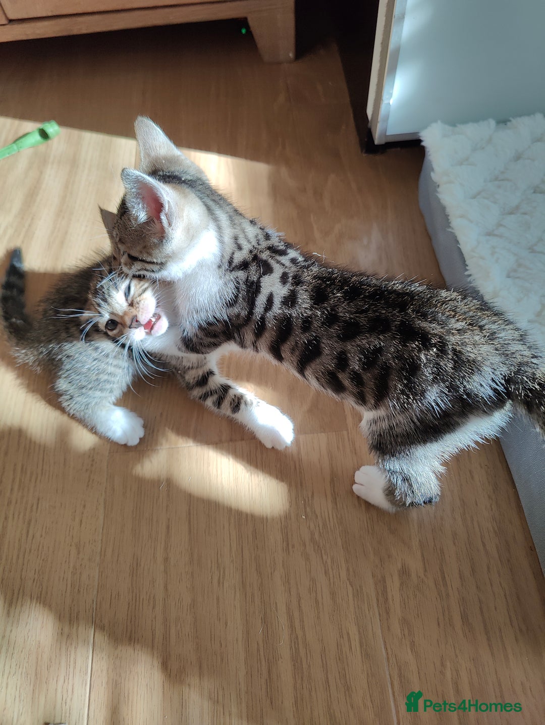 Mixed Breed cats for sale: Bengal mix kittens - Image 7