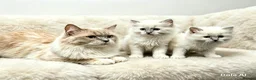 Ragdoll cats for sale: 😻 Beautiful TICA Registered Pedigree Kittens ! 🩵 - Advert 2