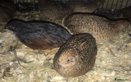 Quail poultry for sale: QUAIL HATCHING EGGS/1ST SEPTEMBER ! - Image 40