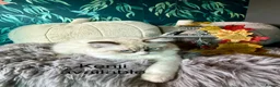 Ragdoll cats for sale: LAST AMAZING RAGDOLL KITTEN / FIFE - Advert 5