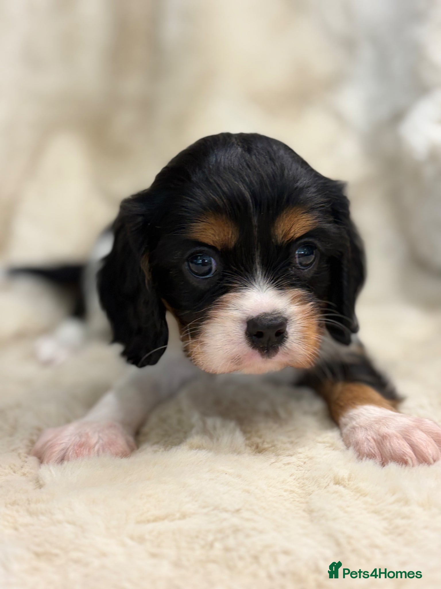 Cavalier King Charles Spaniel dogs for sale: Health tested cavalier pups  - Advert 6
