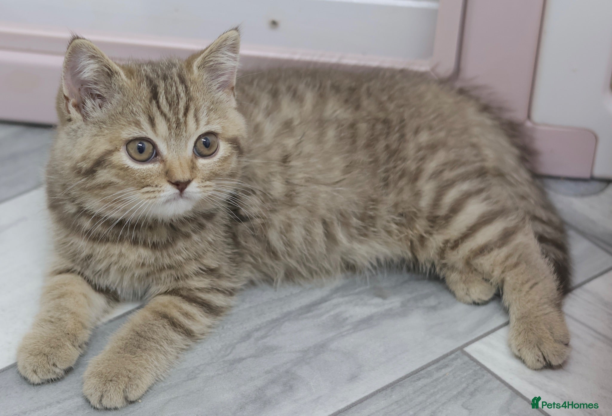 British Shorthair cats REGISTERED PEDIGREE BRITISH SHORTHAIR KITTENS - Advert 2