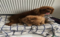 Cavapoo dogs for sale: Stunning health checked cavapoo puppies - Image 7