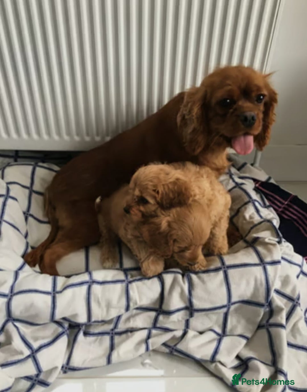 Cavapoo dogs for sale: Stunning health checked cavapoo puppies - Image 7