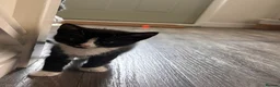 Mixed Breed cats for sale: Gorgeous kittens for sale  - Advert 7
