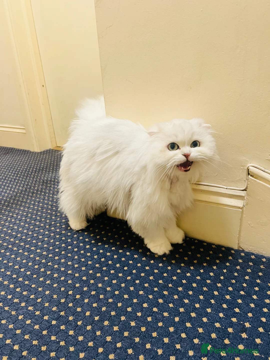 Scottish Fold cats for sale: Stunning Scottish Fold Cat - Advert 2