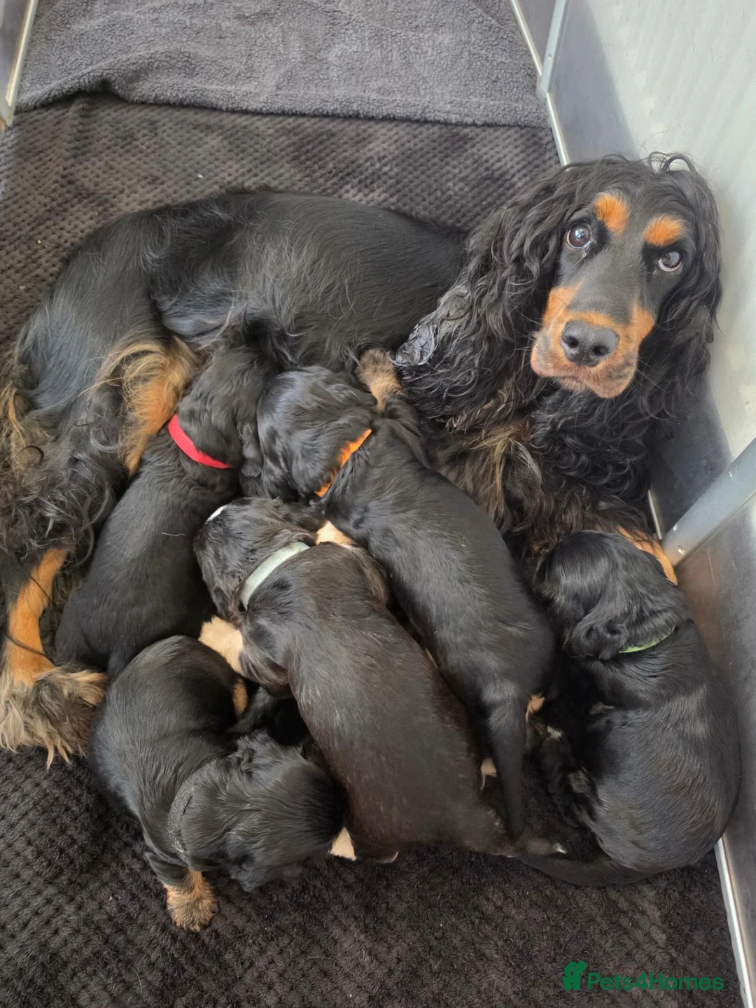 Cocker Spaniel dogs for sale: Stunning Show Type English Cocker Spaniel Puppies - Advert 1