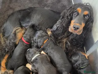 Cocker Spaniel dogs Stunning Show Type English Cocker Spaniel Puppies - Advert 1