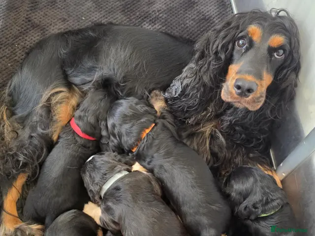 Cocker Spaniel dogs Stunning Show Type English Cocker Spaniel Puppies - Advert 18