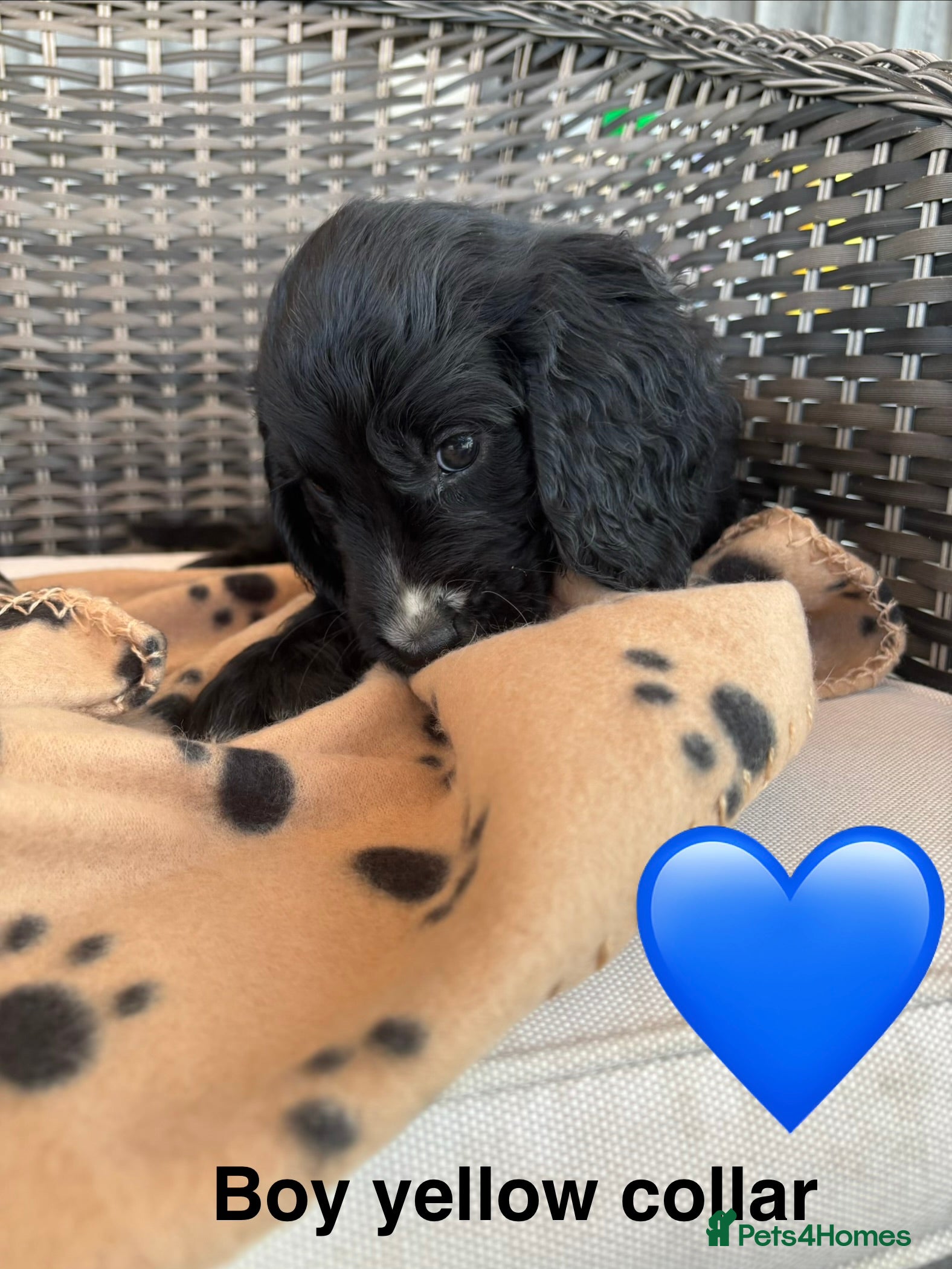 Cocker Spaniel dogs Cocker spaniel puppies  - Advert 2