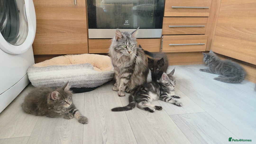 Maine Coon cats for sale: TICA REGISTERED MAINE COON KITTENS - Image 10