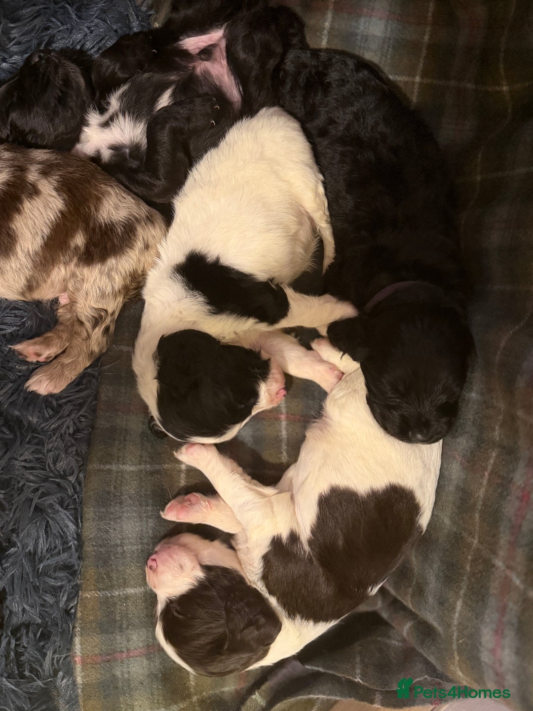Cocker Spaniel dogs for sale: Cocker Spaniel Merle Puppies  - Advert 19