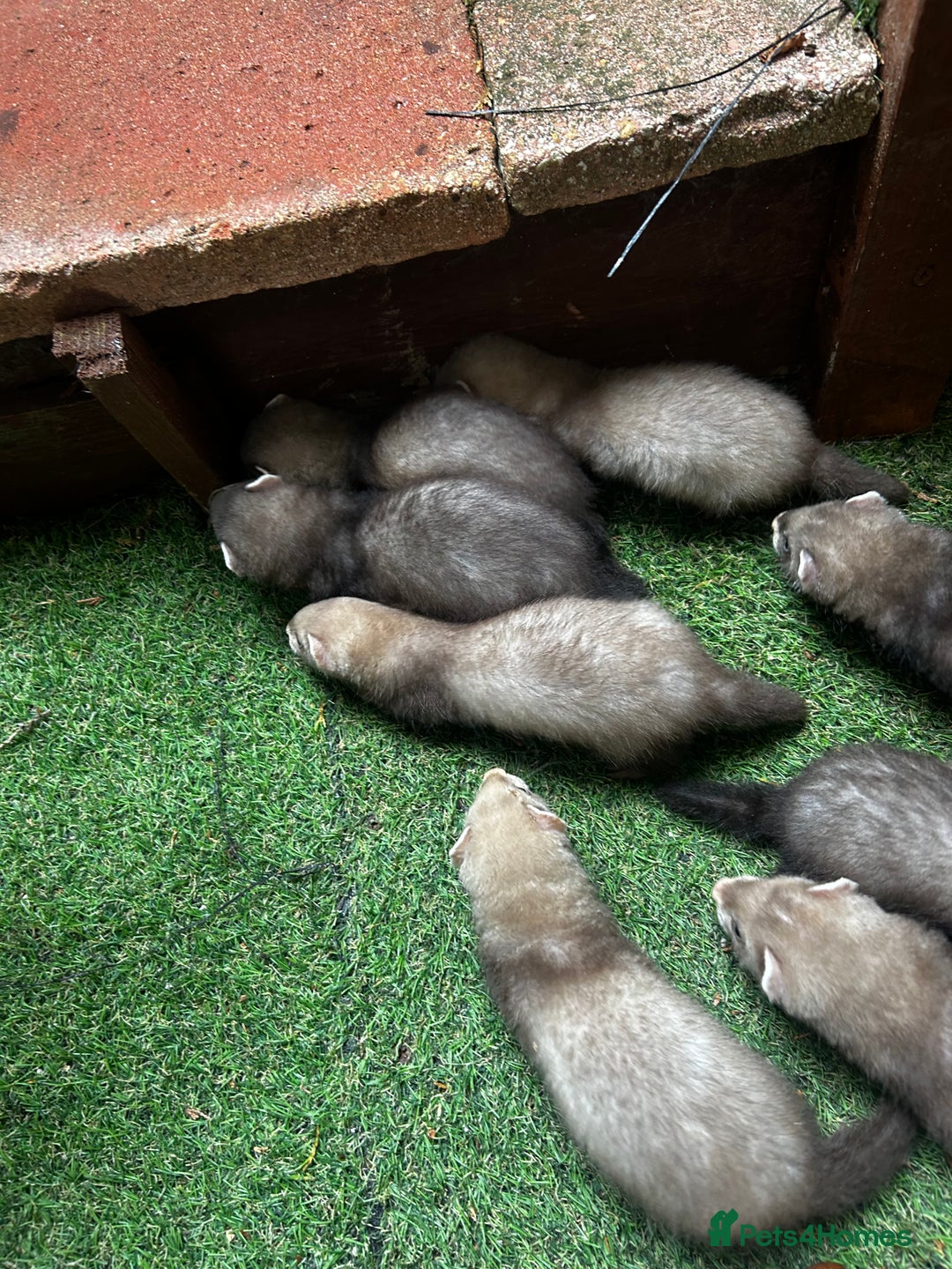 Ferret rodents for sale: Baby Ferrets - Image 9