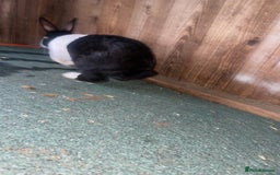 Dutch rabbits for sale: All mixed rabbits £60 each open to offers  - Advert 9