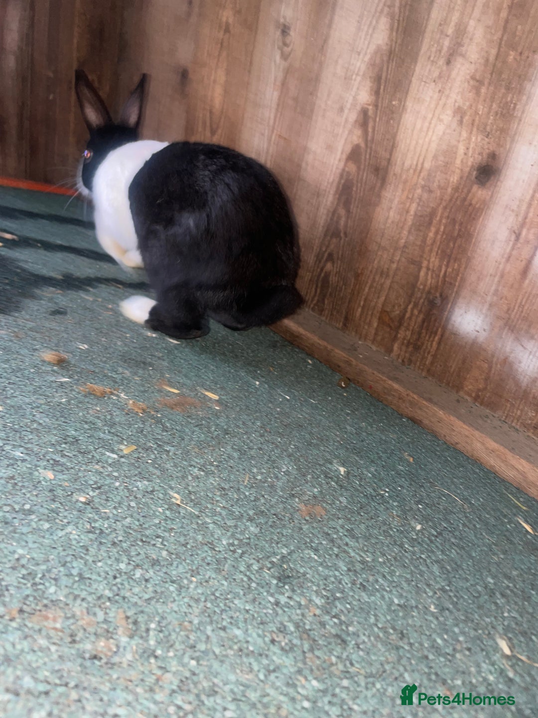 Dutch rabbits for sale: All mixed rabbits £60 each open to offers  - Advert 9