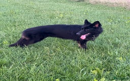 German Shepherd dogs for sale: Regrettably rehoming our 3 year old bby girl  - Image 4