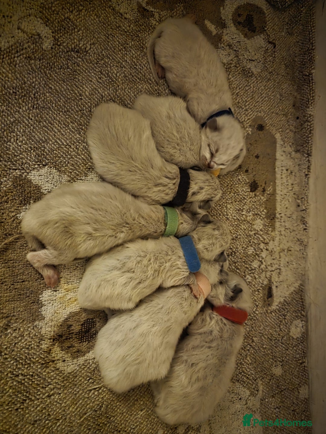 Ragdoll cats for sale: Pure Ragdoll Kittens  - Advert 6