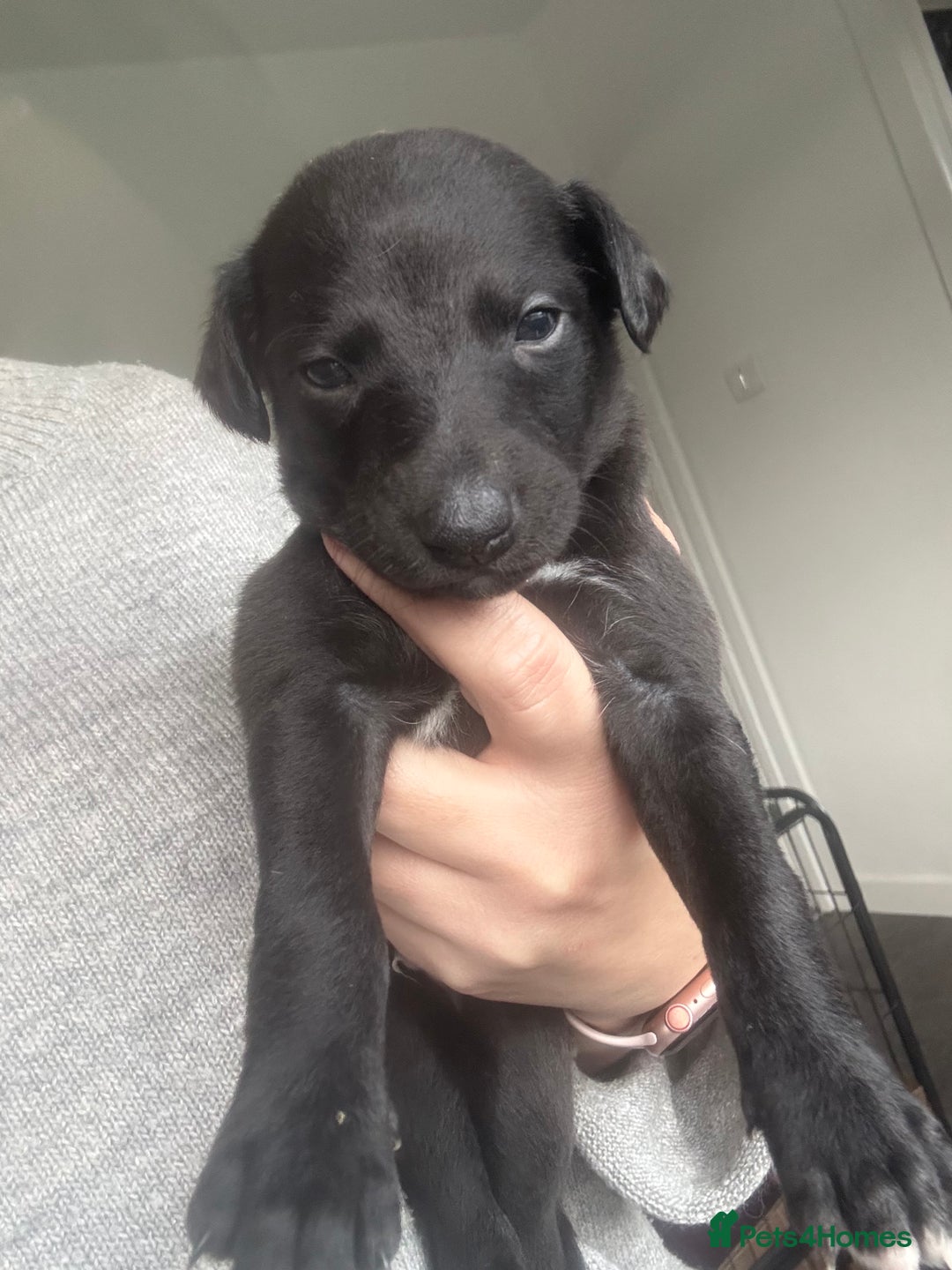 Whippet dogs for sale: Boy whippet  - Advert 1