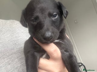 Whippet dogs Boy whippet - Advert 1