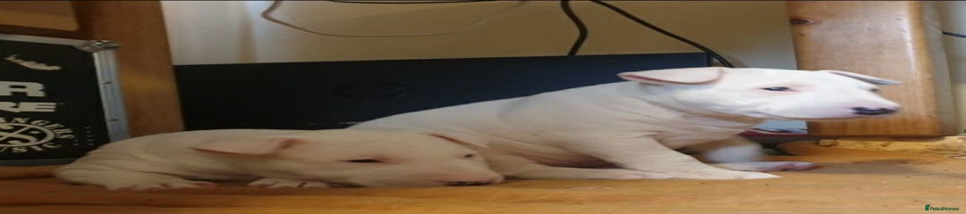 Bull Terrier Puppy 1