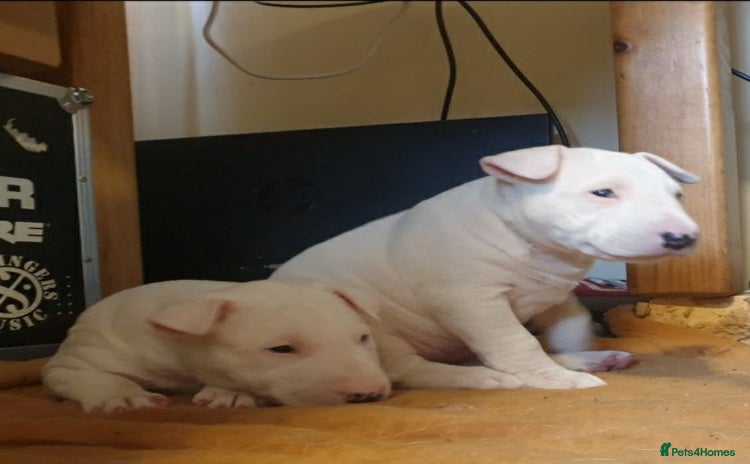 Bull Terrier dogs - Advert 1