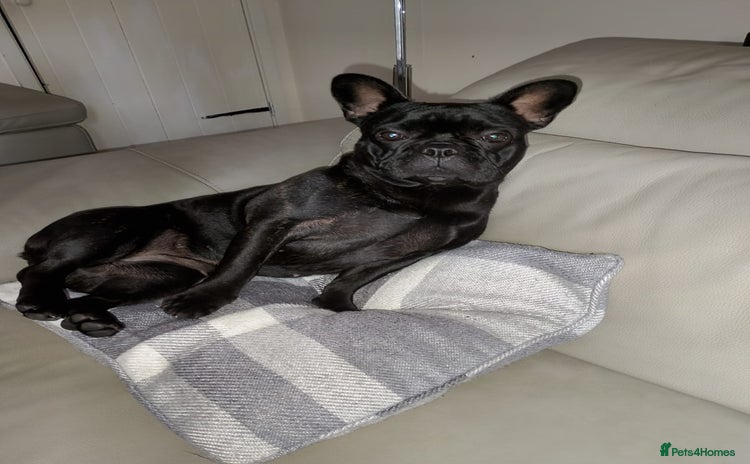 French Bulldog dogs - Advert 6