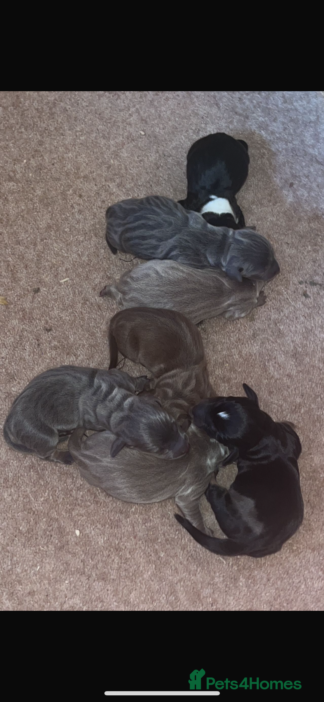 Dachshund dogs for sale: Dachshund  - Image 8