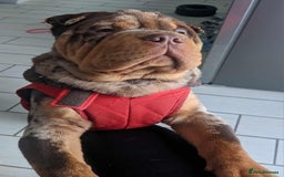 Shar Pei dogs for stud: Shar Pei x American Bulldog Male for Stud - Image 3