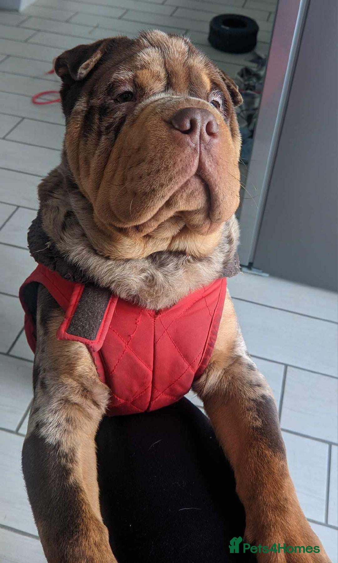 Shar Pei dogs for stud: Shar Pei x American Bulldog Male for Stud - Image 3