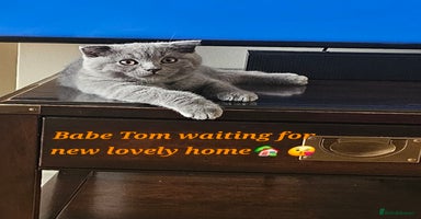 Scottish Fold cats - Advert 1