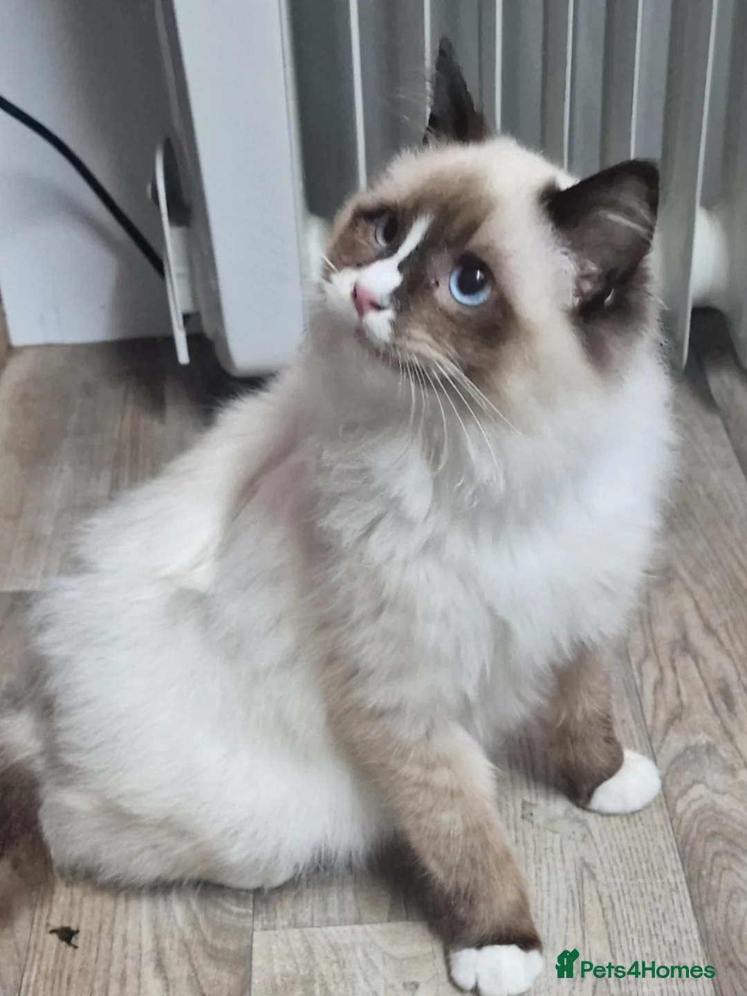 Ragdoll cats for sale: Gorgeous gccf ragdoll boy  - Advert 1