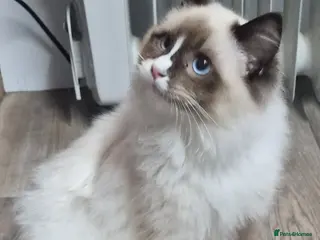 Ragdoll cats Gorgeous gccf ragdoll boy - Advert 1