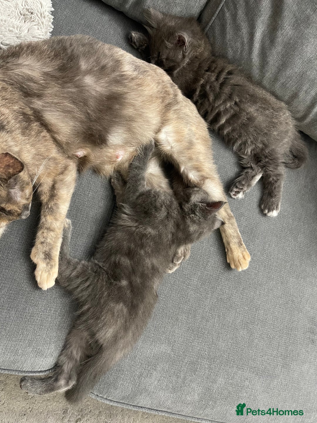 Mixed Breed cats for sale: 3/4 Maine Coon Polydactyl Kittens - Advert 3