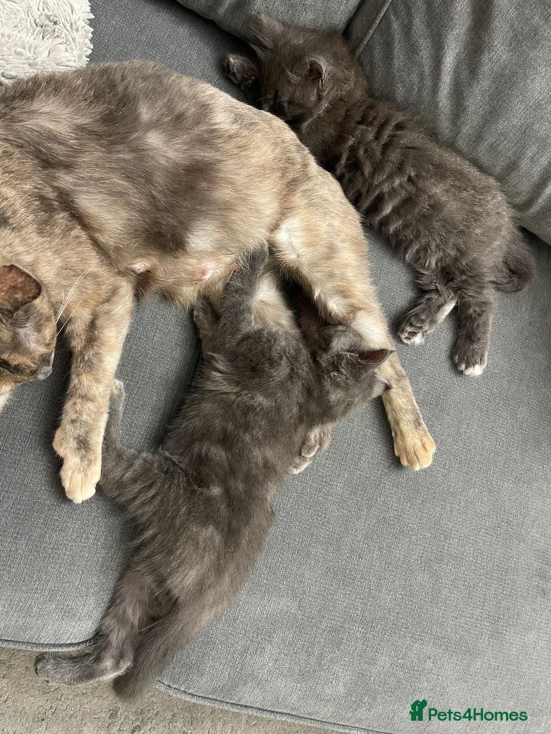 Mixed Breed cats for sale: *SOLD* 3/4 Maine Coon Polydactyl Kittens - Advert 2