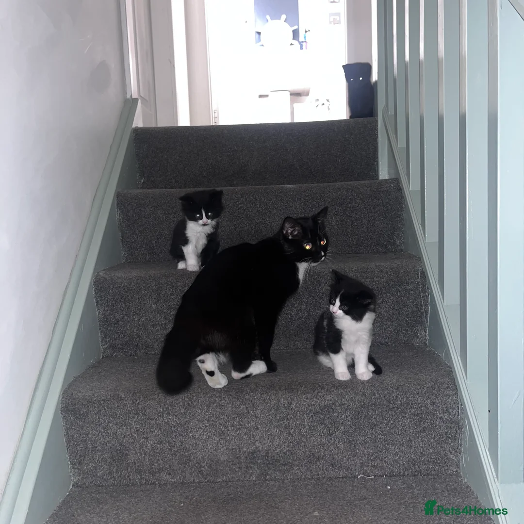 Mixed Breed cats for sale: Heart-Melting Kittens Ready for Forever Homes - Advert 8