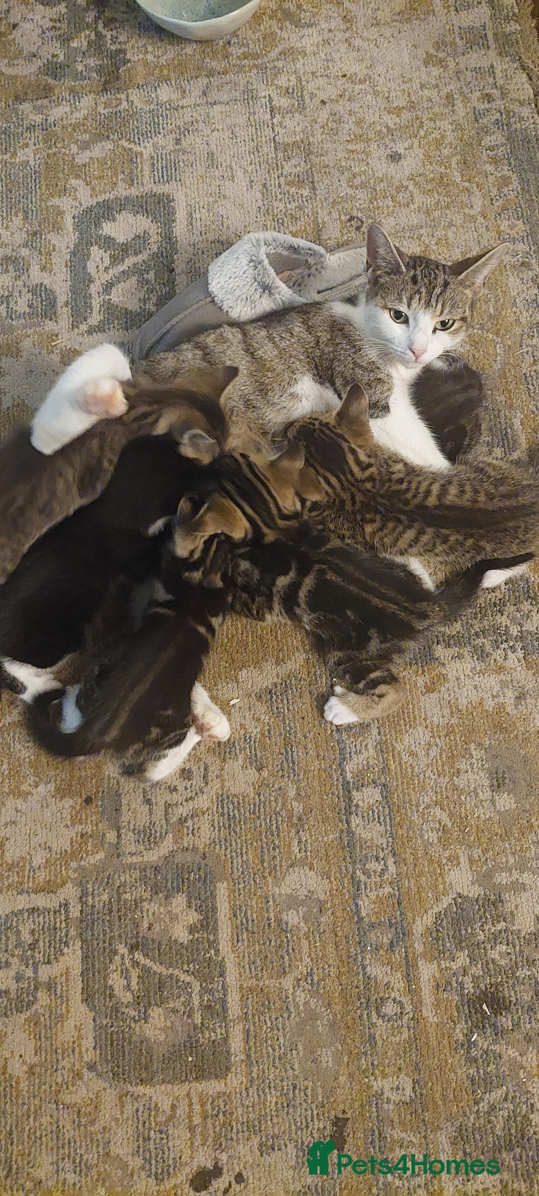 Mixed Breed cats for sale: Black and white kitten  - Image 2
